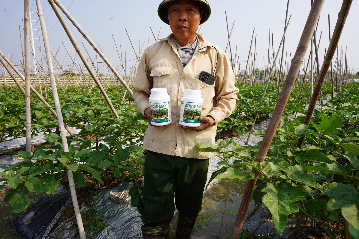 Khách hàng sử dụng GROW MAX NPK 8000 trên vườn cà tím