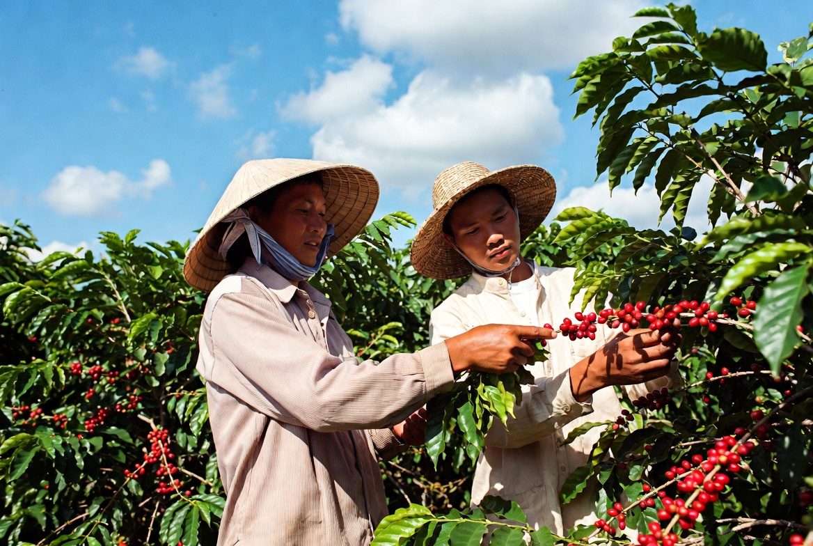 Nông dân chăm sóc vườn cà phê cùng NPK 8000 AGRIAMIN